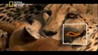 الفهد المفترس وثائقي ناشينوال جيو غرافيك Cheetah predator