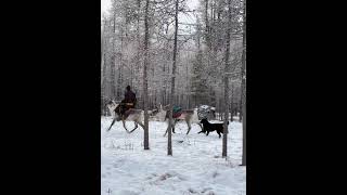 A taxi in northern Mongolia seems like an Asian Santa Claus is coming. #wintertrip #mongolei #reisen