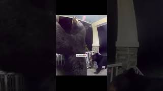 😂 When Bears Come Knocking: Doorbell Surprise Caught on Camera!" Confirm before you open that door