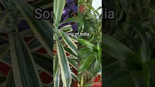 Song of India #viral #viralshorts #viralshort #shorts #short