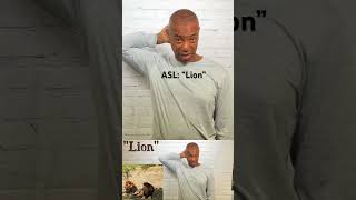 How to sign “Lion” in ASL