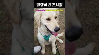 골든리트리버 인천 호두 리즈시절