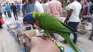 লরি পাখির দাম কত ? Mirpur-1 Pakhir Haat | Pets anytime