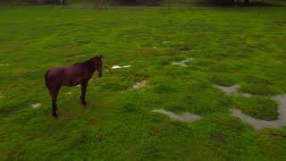 Horses grazing in open field in Jamaica: Footage of Horses