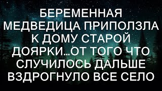 Беременная медведица приползла к дому старой доярки, изнеможенная и раненая. Доярка, несмотря на с