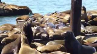 Sea Lions