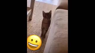 Modi's cat dances to anger his friend😄😻please my freinds don’t forget to 👍🏼🔔🔄