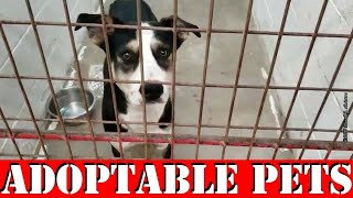 Valentine's Day Special Weekly Adoptable PETS Video  2nd Edition, 14 FEB 2020