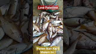 Panen Ikan Kecil Malam ini, Mancing Tepi Laut #fishing #mancing #palestine #gazal