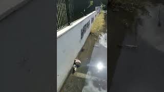 Un lago di m.... al posto del parcheggio Mercato Insieme