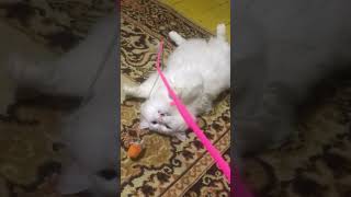 Ему слишком лень играть😂😂😂#животное #кот #микки #котмикки❤️