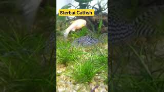 Sterbai corydoras catfish #plantedaquarium #hairgrass #eleocharisParvula