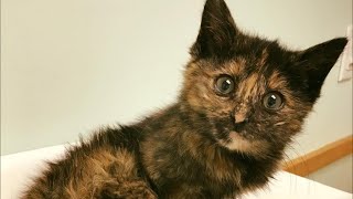 Woman Goes to Rescue Shelter Kitten But Finds Another One Stranded on Highway