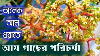 অনেক আম ধরাতে আম গাছের পরিচর্যা কেমন হবে || আম চাষ পরিচর্যা ||Aam gache mukul