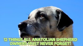 12 Things All Anatolian Shepherd Owners Must Never Forget! 🐕🏞️