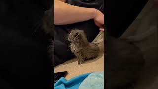 I Groom, You Groom. Fluffy Kitten Gets Brushed