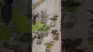 MINI JARDÍN EN FRASCOS DE VIDRIO | PLANTAS DE INTERIOR QUE CRECEN EN AGUA | TRADESCANTIA