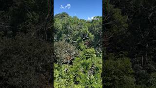 Dentro da Floresta Amazônica, em Manaus