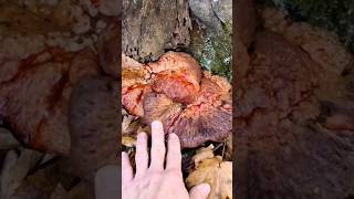 Печеночный гриб.Тещин язык.  Fistulina hepatica #загрибами  #осенниегрибы #тихаяохота