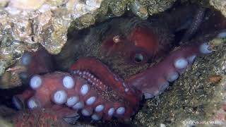 Summer Scuba Diving in the Salish Sea, 2018