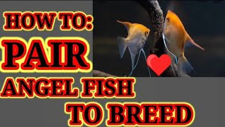 HOW TO: PAIR ANGEL FISH TO BREED(paano mag select ng pair angelfish para i breed)