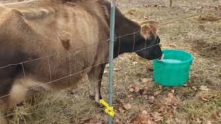 Farm kids and Dairy cows