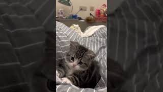 cat video ! cat voice ! cat sound ! cat meowing #shorts #short #youtubeshorts #tranding  #cat #cats