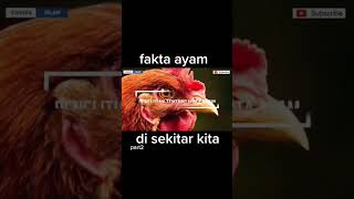 rahasia ayam berkokok tengah malam