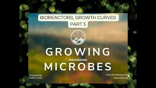 GROWING MICROBES PART 5 Bacterial curves and bioreactor