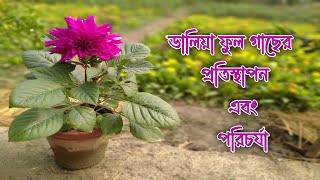 ডালিয়া ফুল গাছের প্রতিস্থাপন ও পরিচর্যা। Tapati Nursery