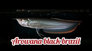 Ikan arwana hitam brazil - black arowana brazil