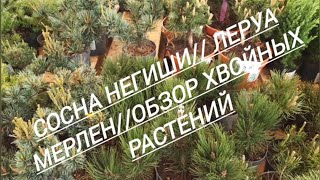 126#Сосна Негиши//Леруа Мерлен//Обзор хвойных растений//27.04.24🌲🌲🌲🌹🌹🌹