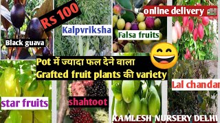 Rare Grafted fruit plants/ pot में ज्यादा फल देने वाली variety