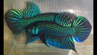 Best betta fish tanks 5 ( fish videos) 2017