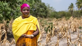 GMO maize for Tanzania’s drought-stricken farmers