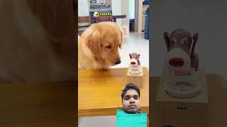 #funny #pets #goldenretriever #shotsfeed #viralvideo #reelsindia #trending #trendingshorts