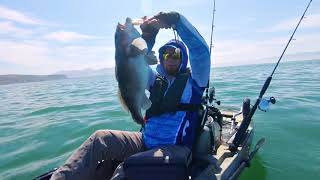 PESCA EN KAYAK- Buena cabrilla y lenguado desde kayak.