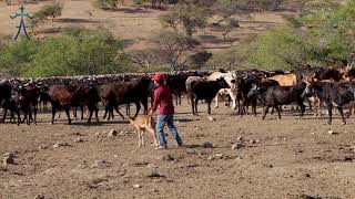 ACERCANDOLE BECERRO | se hace la desentendida Rancho el Guamuchil enero 2021