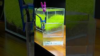 How to drip acclimate shrimp in your aquarium