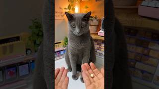 Я уверен, поэтому ударю тебя три раза 👋🐱 #кот