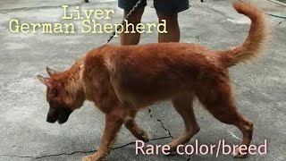 RARE German Shepherd || Liver German Shepherd