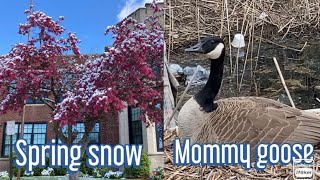 SPRING SNOW/ MOMMY GOOSE