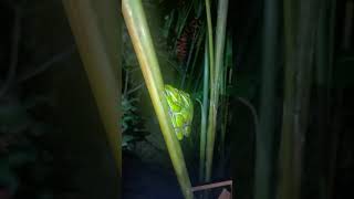 White Lipped Tree Frog amplexus (Litoria infrafrenata). January 3rd 2024.