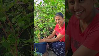 ছাদবাগানে ডাঁটা শাক তুললাম 🪴#shorts #rooftopgarden #youtubeshorts #hungrylife #dragonfruit #viral