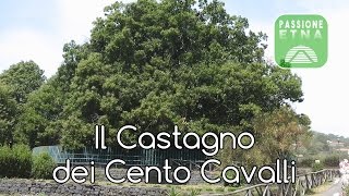 Etna - Il Castagno dei Cento Cavalli