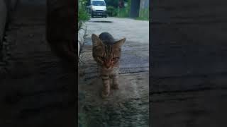 kucing nya mirip harimau #kucing  #shorts