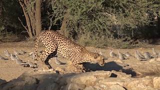 Cheetahs - Kgalagadi Transfrontier Park - Januar 2019