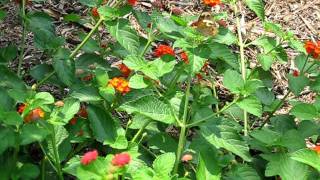 Kleiner, bunter Schmetterling auf Lantana