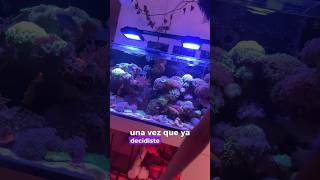 Cuántas horas usar el esterilizador UV? #peces #acuariofilia #peces