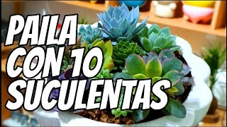 Paila con 10 suculentas en 30'